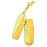 Sandveld Seeds Golden Bantam Maize - Sweet Corn